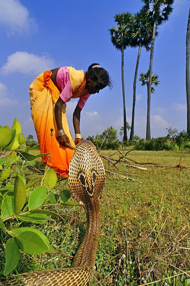 Indian Cobra and woman gathering sticks Tamil Nadu India