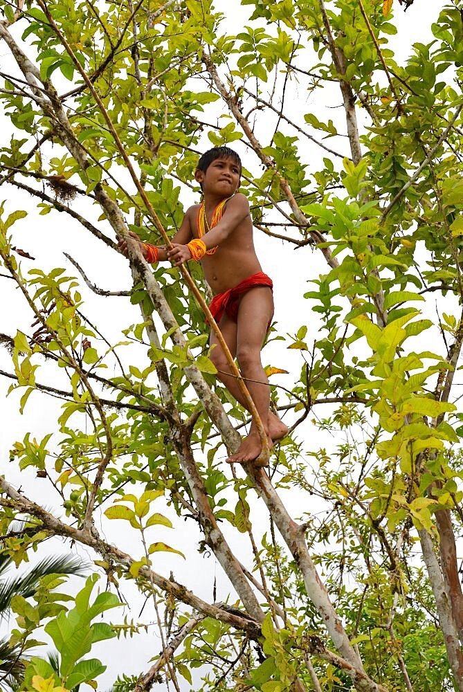 Mentawai boy climbing in a tree, Siberut, Mentawai, Indonesia