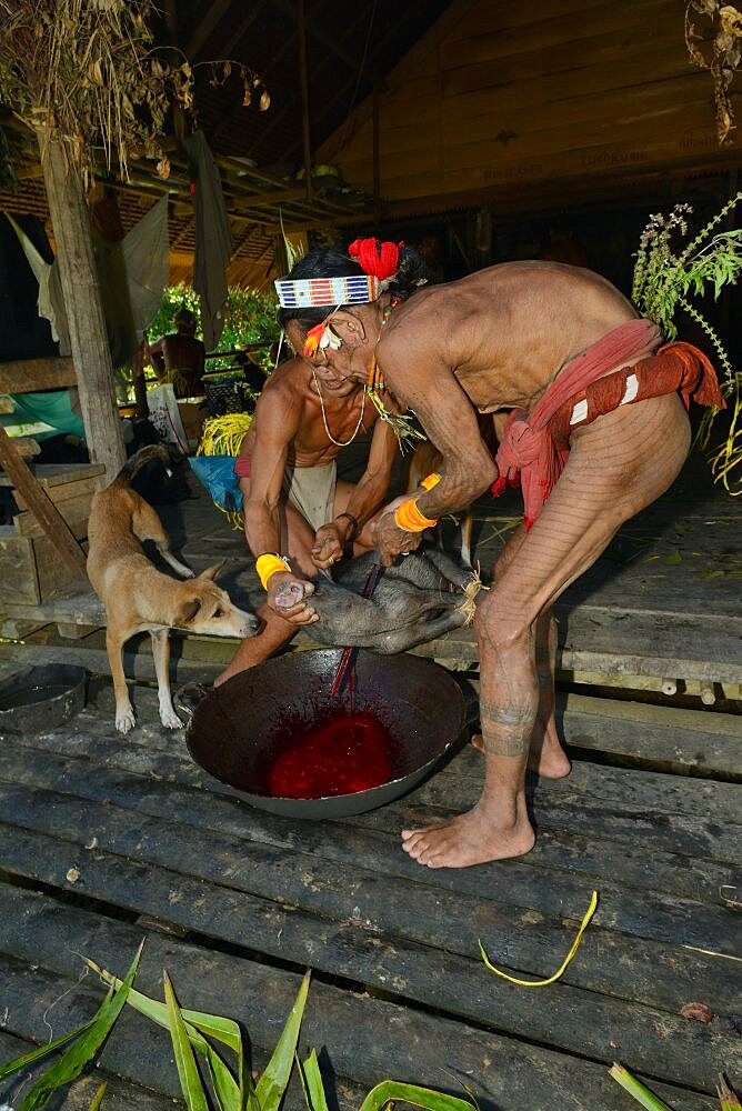 A pig is bled. Mentawai. Siberut, Indonesia