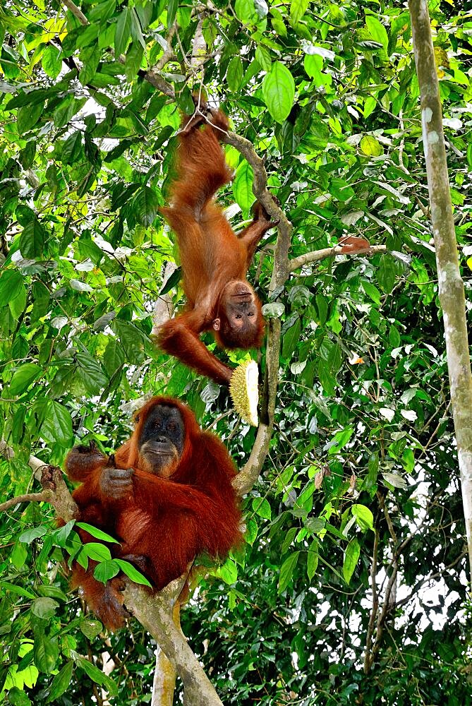 Sumatran Orangutan (Pongo abelii) and young with Durian, North Sumatra