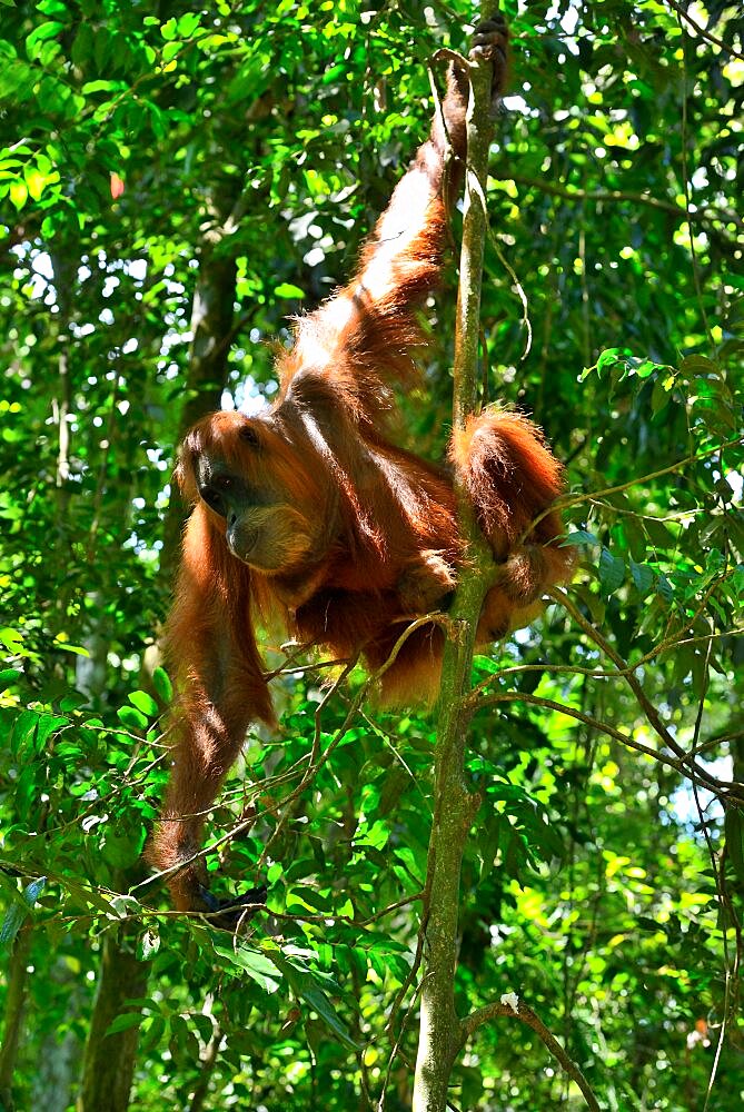 Sumatran Orangutan (Pongo abelii), North Sumatra