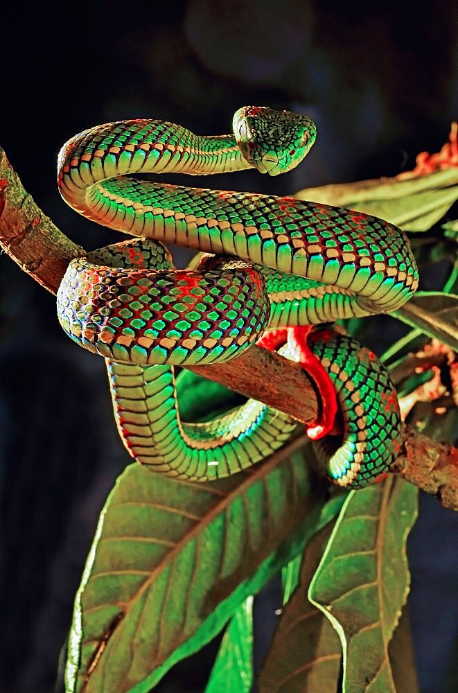 Schultze's Pit Viper (Trimeresurus schultzei) Palawan Captivity