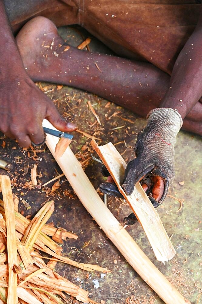 Man cutting off the barck of a cinnamon branch to make cinnamon rolls. Galle. Sri-Lanka.