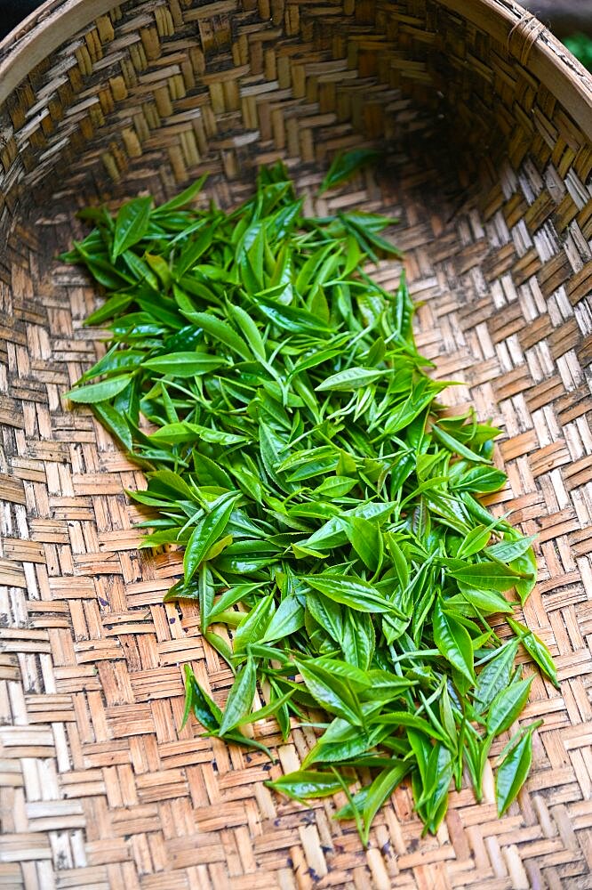 Harvest of some very young leaves to make one of the best teas in the world. Nuwara Eliya. Sri Lanka.