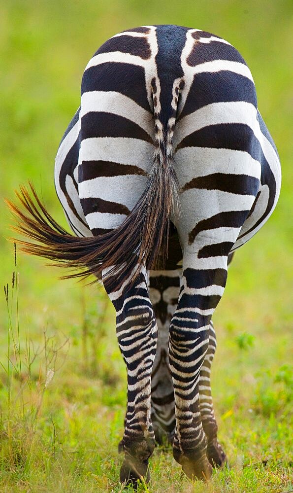 Zebra (Equus quagga). Back view. Kenya. Tanzania. National Park. Serengeti. Maasai Mara.