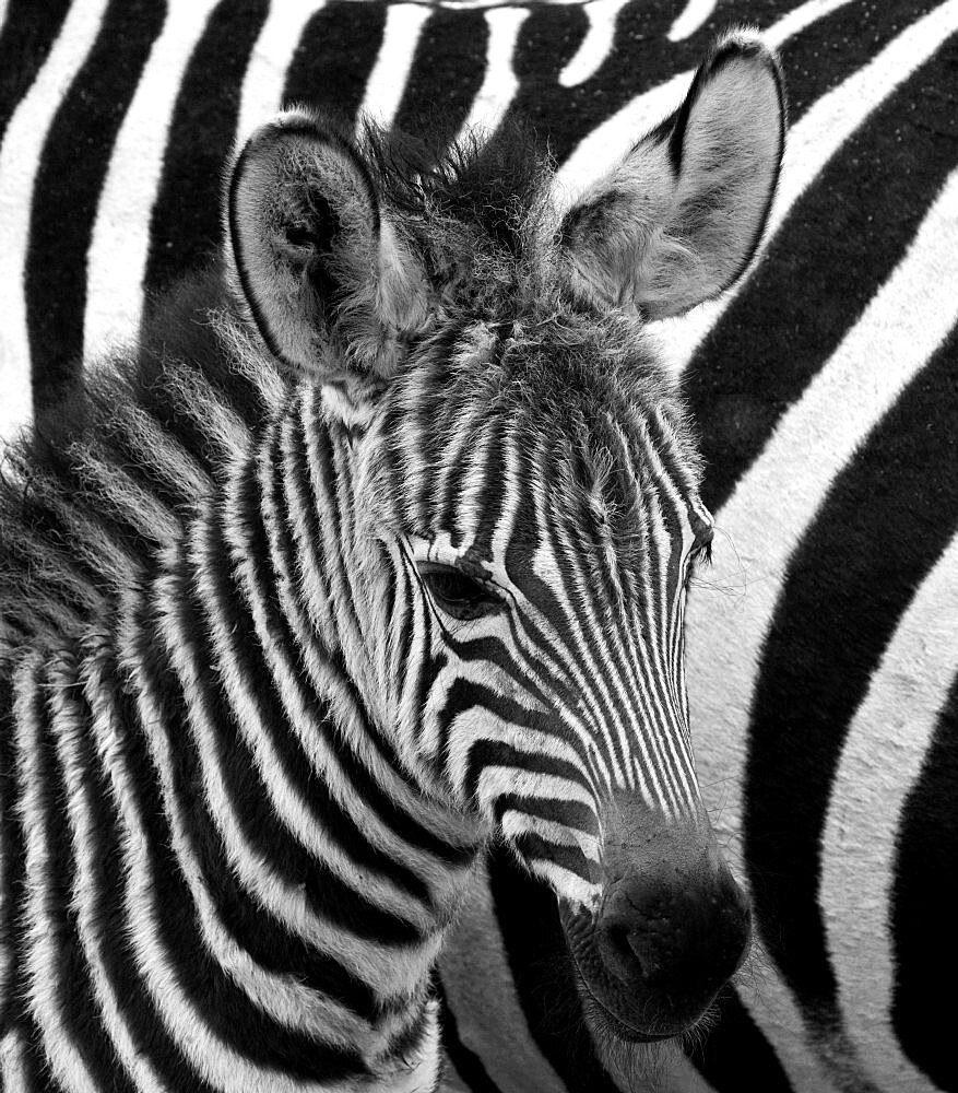 Portrait of a zebra (Equus quagga). Close-up. Kenya. Tanzania. National Park. Serengeti. Maasai Mara.