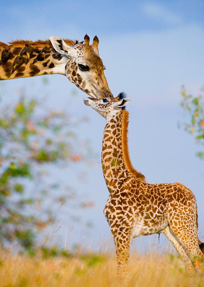 Female giraffe (Giraffa camelopardalis tippelskirchi) with a baby in savannah. Kenya. Tanzania. East Africa.