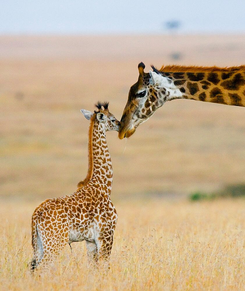 Female giraffe (Giraffa camelopardalis tippelskirchi) with a baby in savannah. Kenya. Tanzania. East Africa.