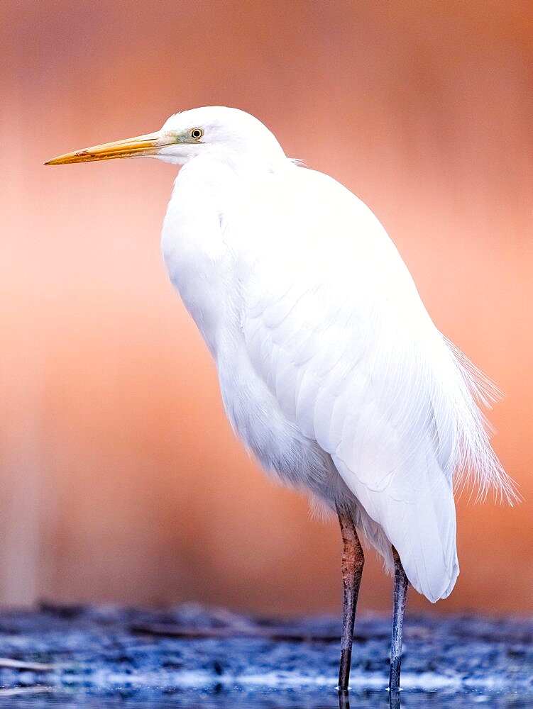 Great egret (Ardea alba) in the lake at dawn. Slovakia