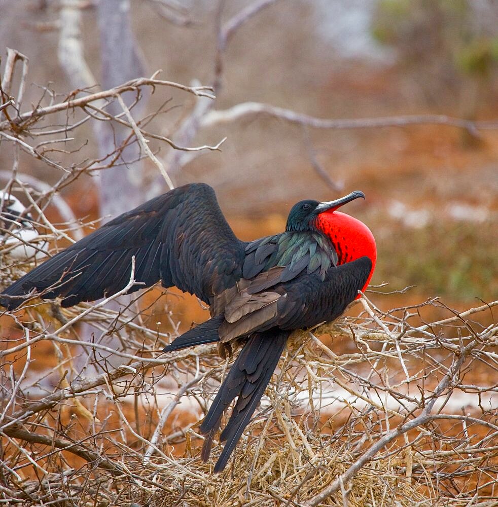 Magnificent frigatebird (Fregata magnificens) is sitting on bush branches. Galapagos Islands. Birds. Ecuador.