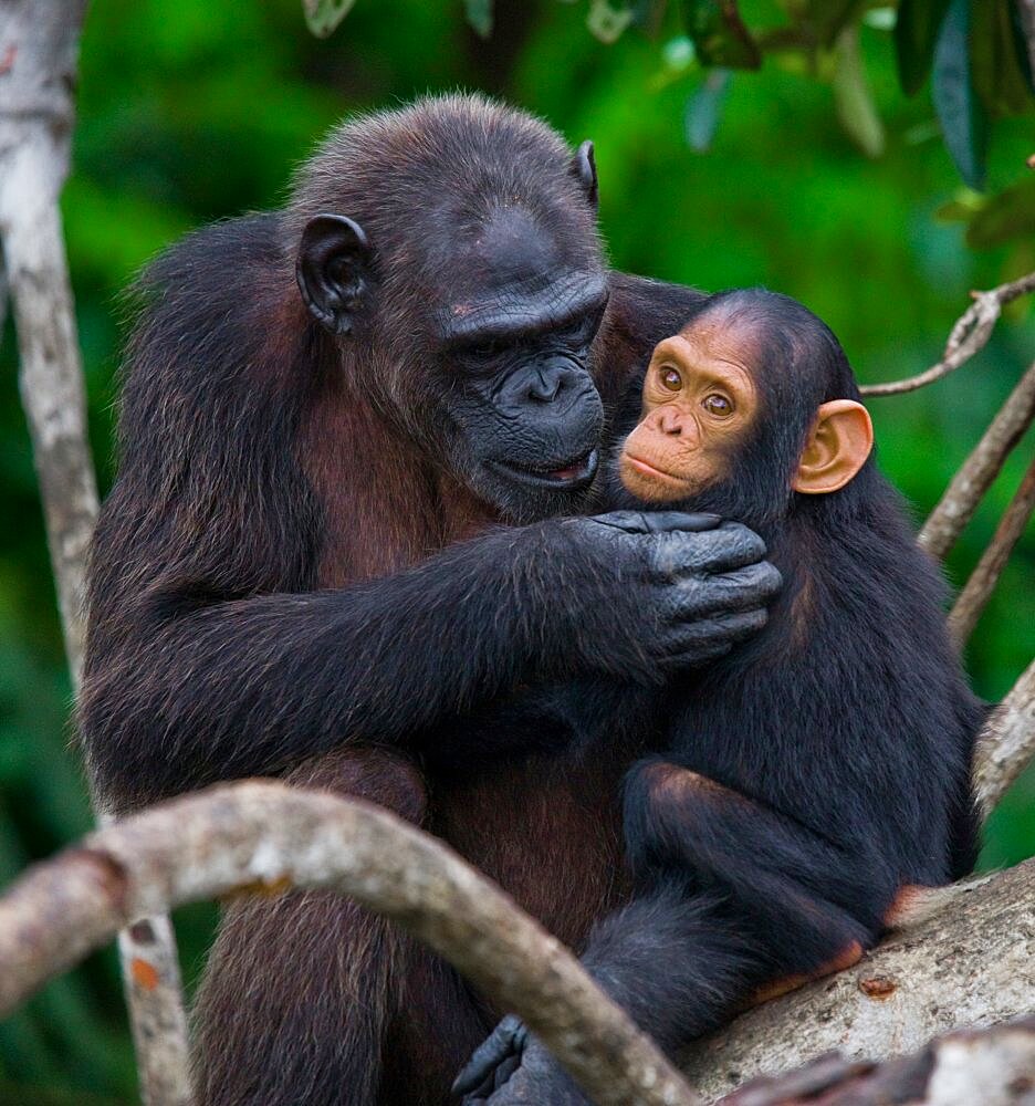 Female chimpanzee (Pan troglodytes) with a baby on mangrove trees. Republic of the Congo. Conkouati-Douli Reserve.