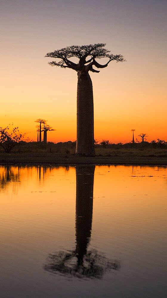 Baobabs (Adansonia grandidieri) at sunrise near the water with reflection. Morondava. Madagascar..