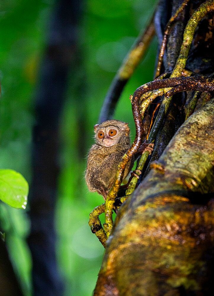 Spectral tarsier (Tarsius tarsier) is sitting on a tree in the jungle. Indonesia. Sulawesi Island.