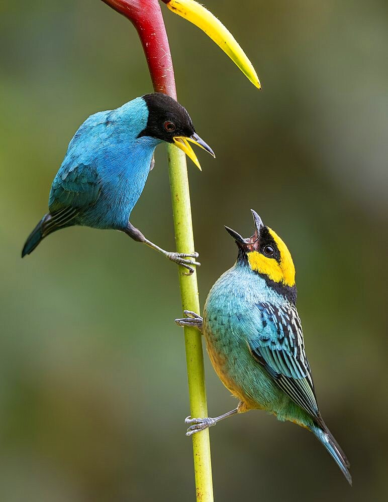 Green Honeycreeper (Chlorophanes spiza) confronting a Saffron-crowned Tanager (Tangara xanthocephala), Colombia