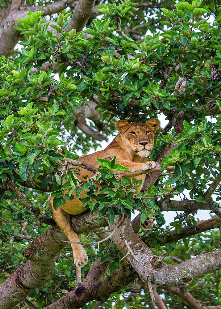 Lioness (Panthera leo) is hiding in the leafs of a large tree. Uganda. East Africa.