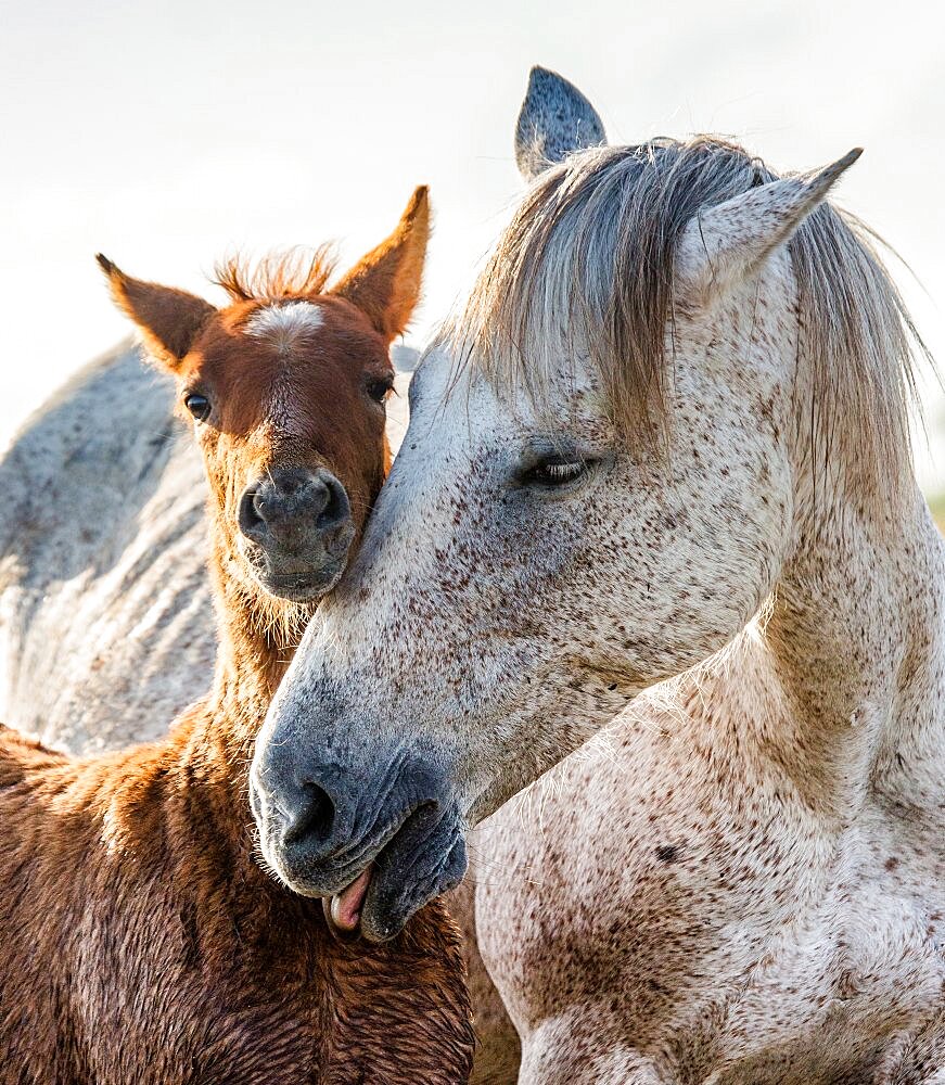 Mare with her foal. White Camargue horse. Parc naturel regional de Camargue. France. Provence.