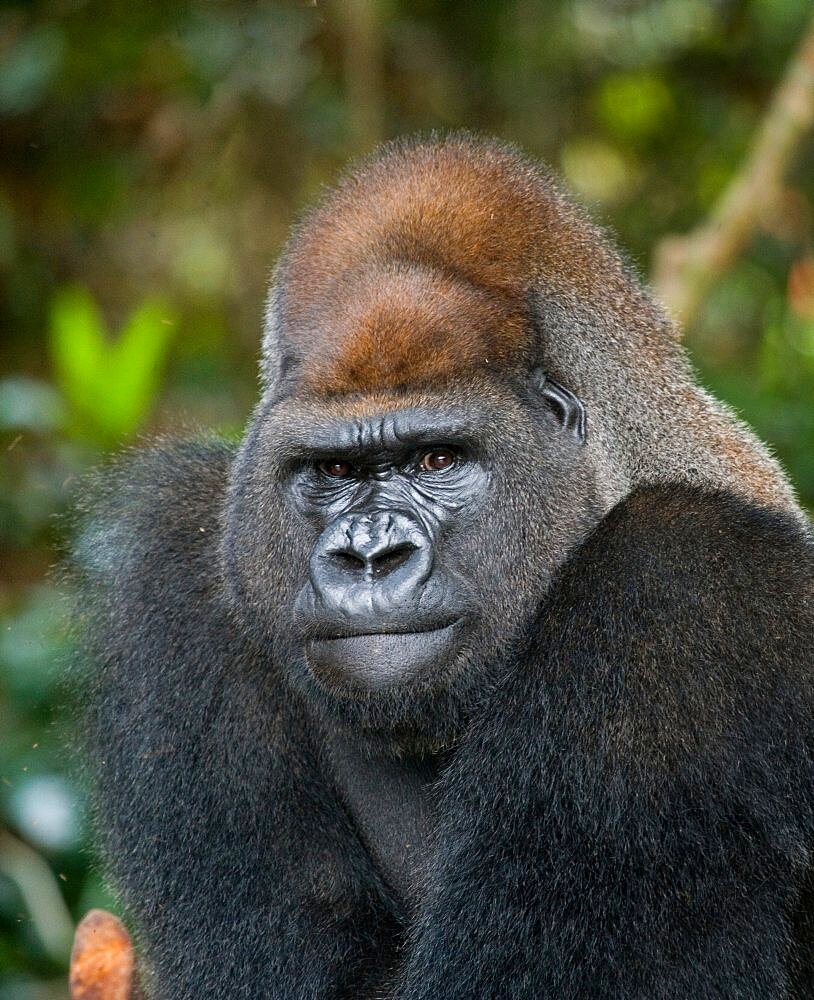 Portrait of lowland gorilla (Gorilla gorilla gorilla), Republic of the Congo