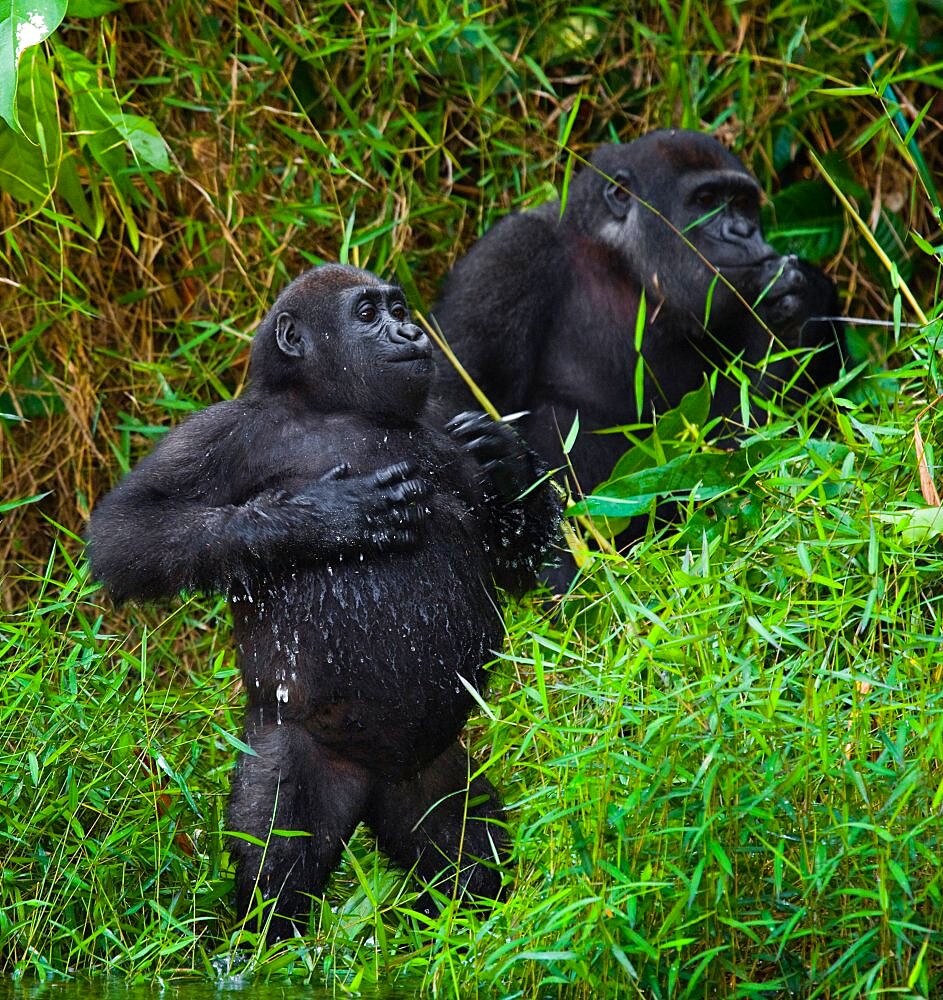 Lowland gorillas (Gorilla gorilla gorilla) in the wild. Republic of the Congo