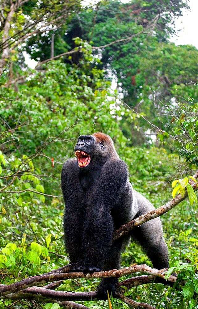 Big male gorilla (Gorilla gorilla gorilla) is standing on a dry branch of a tree in the jungle. Republic of the Congo.