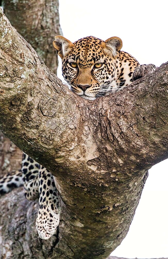 Portrait of a leopard (Panthera pardus pardus) on a tree. Close-up. Classical picture. National Park. Kenya. Tanzania. Maasai Mara. Serengeti.