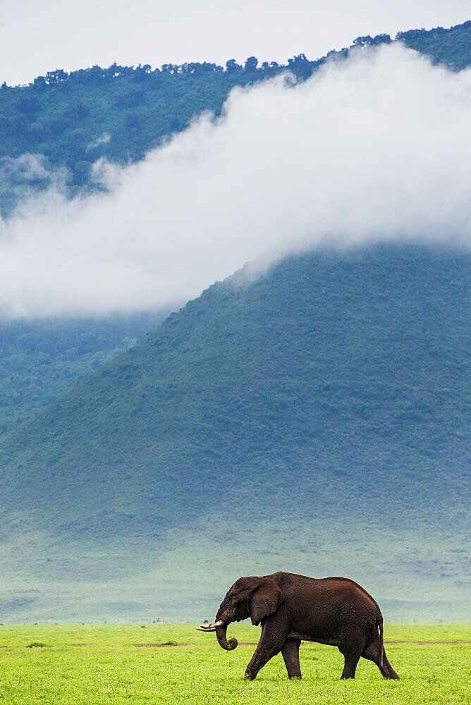 African elephants (Loxodonta africana) in the Ngorongoro crater against the background of fog. Ngorongoro National Park. Tanzania.