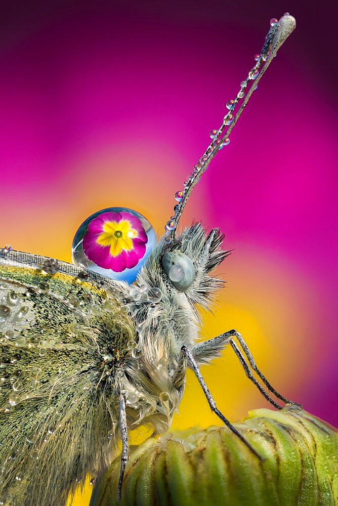 Butterfly with drops of rain on the head and body, Villarotta, Reggio Emilia, Italy