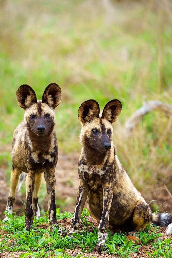 African wild dog, African painted dog, painted wolf or African hunting dog (Lycaon pictus). Mpumalanga. South Africa.