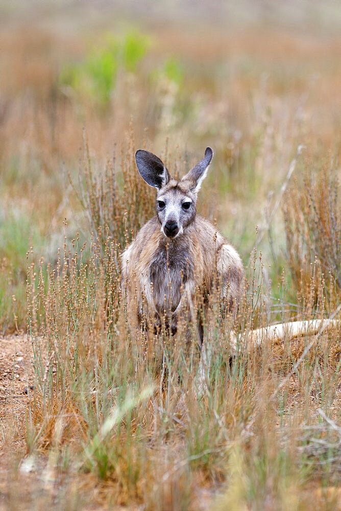 Red kangaroo (Macropus rufus) in Flinders Ranges National Park in Australia. The Red kangaroo is the largest surviving marsupial and one of the icons of Australia. Australia, South Australia