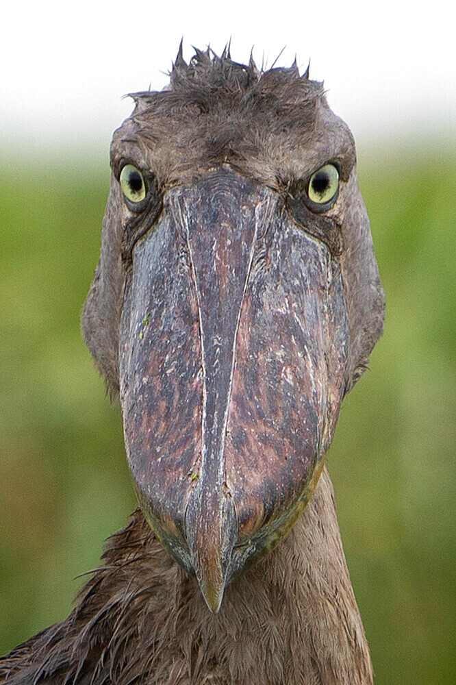 Portrait of Shoebill (Balaeniceps rex), Mabamba bay, Lake Victoria, Uganda