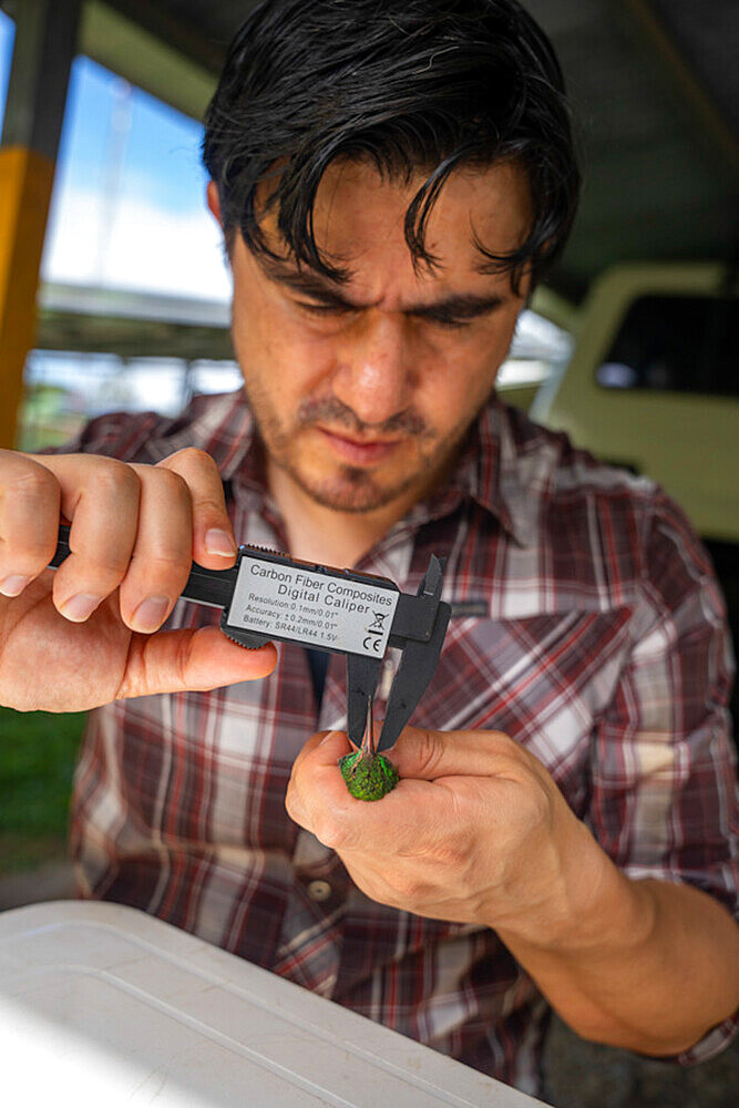 Researcher measuring the beak of a Rufous-tailed hummingbird as part of a pollination study, rainforest at the "La Selva" research station in Puerto Viejo de Sarapiqui, Costa Rica