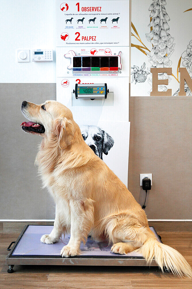 Adult Golden Retriever on a veterinary weighing scale