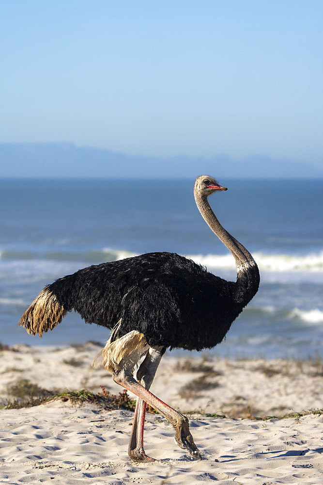 South African ostrich, black-necked ostrich, Cape ostrich or southern ostrich (Struthio camelus australis) on the beach with Table Mountain in the background. Yzerfontein. Western Cape. South Africa.