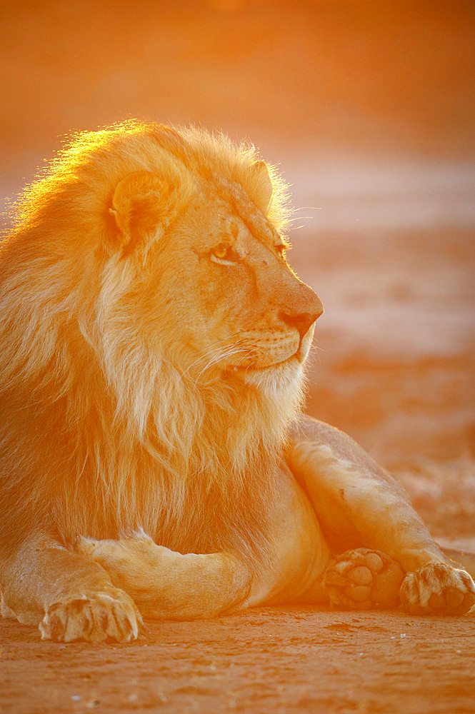 Lion (Panthera leo). Mashatu, Northern Tuli Game Reserve. Botswana