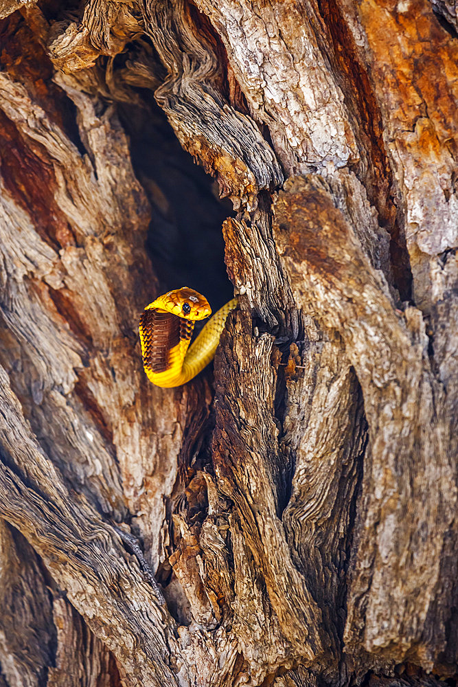 Cape cobra (Naja nivea) hiding in tree trunk hole with nice bark in Kgalagadi transfrontier park, South Africa