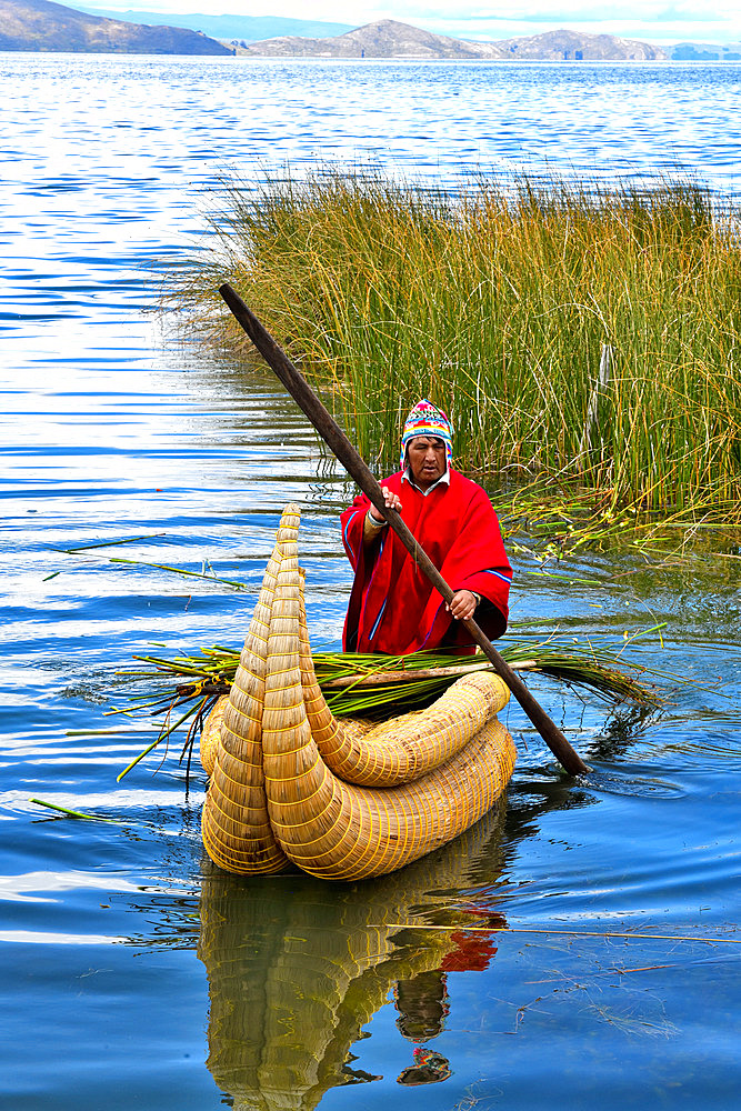 Aymara bringing back the totora (Schoenoplectus californicus subsp. tatora) that he has just cut. Lake Titicaca, Bolivia