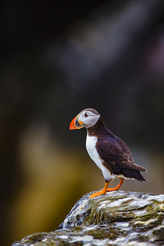 Puffin (Fratercula artica) on a rock, Farne Island, Great Britain