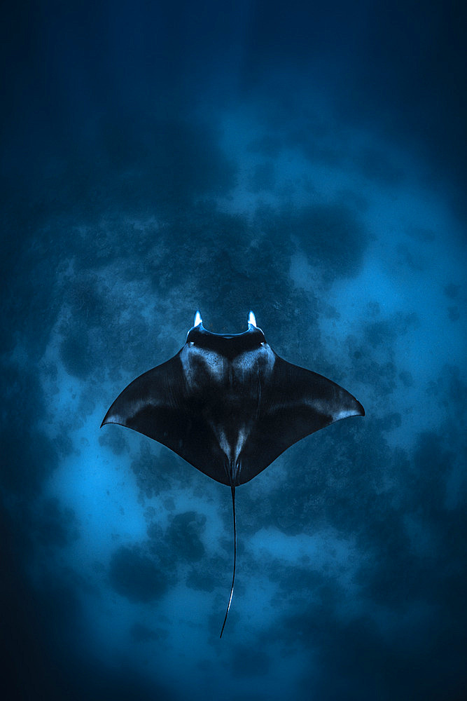 Reef manta ray (Mobula alfredi) above the reef of the Langoni pass. Mayotte