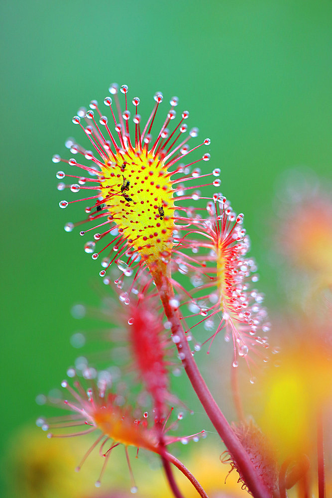 Long-leaved Sundew (Drosera intermedia) with catched midges, Tourbiere de Mathon national nature reserve, manche, Normandy, France