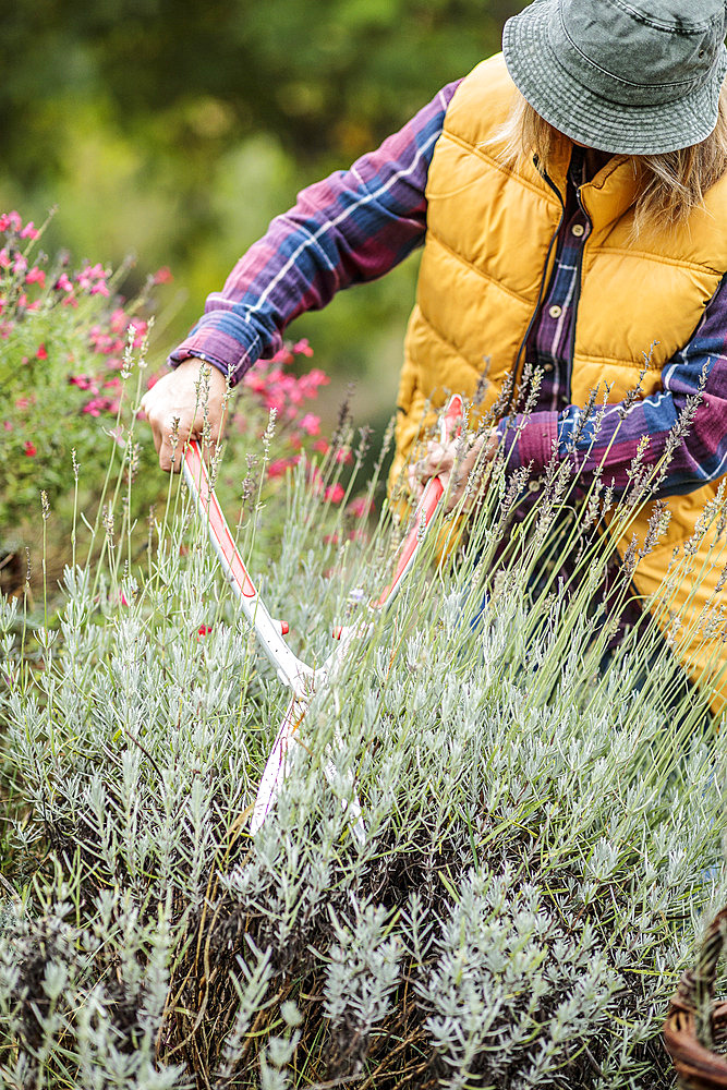 Woman pruning a lavender, a lavandine having finished flowering.