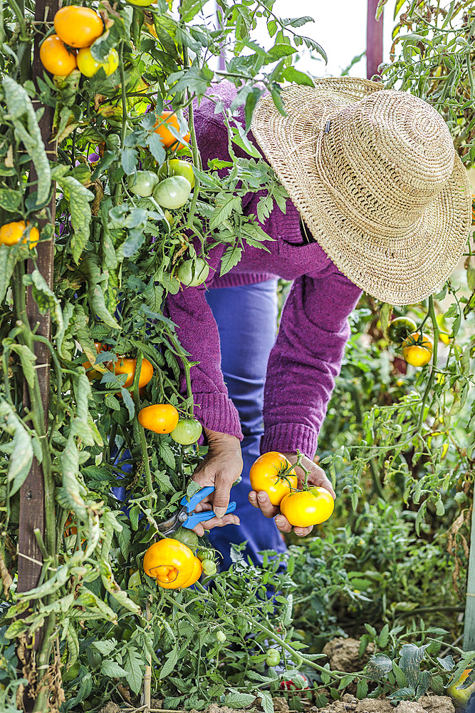 Woman harvesting yellow tomatoes 'Azoychka Russian'