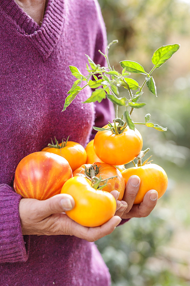 Woman carrying orange tomatoes 'Orange Russian 117', freshly harvested from the garden.