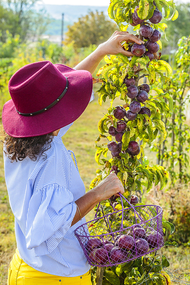 Woman harvesting apples. Early columnar variety 'Chinon', with purple skin.