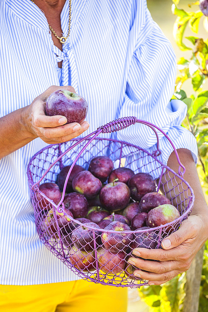 Woman harvesting apples. Early columnar variety 'Chinon', with purple skin.