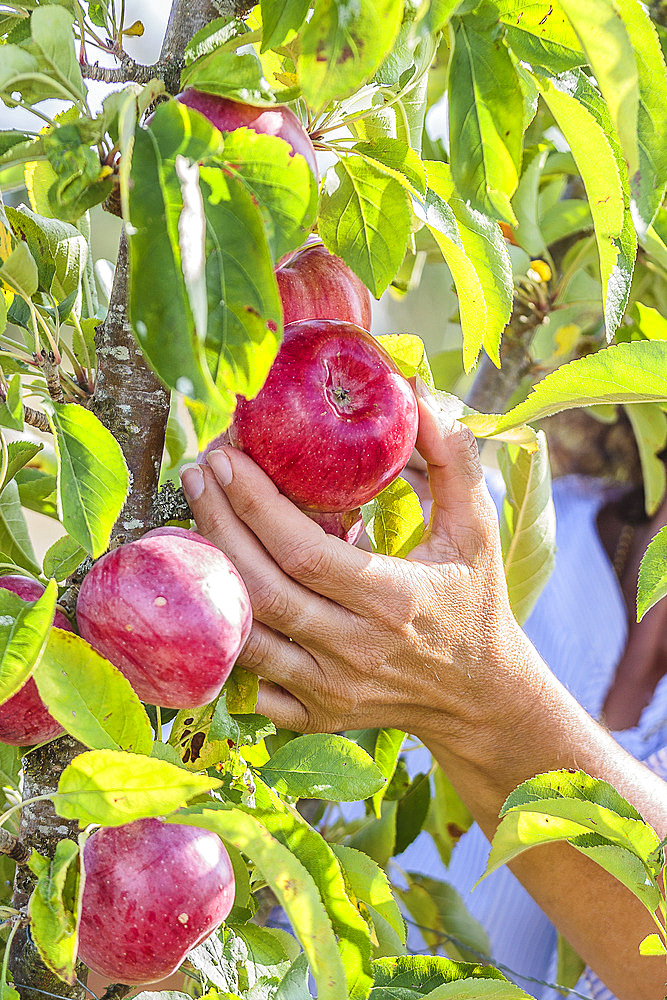 Woman harvesting apples. Early columnar variety 'Chinon', with purple skin.