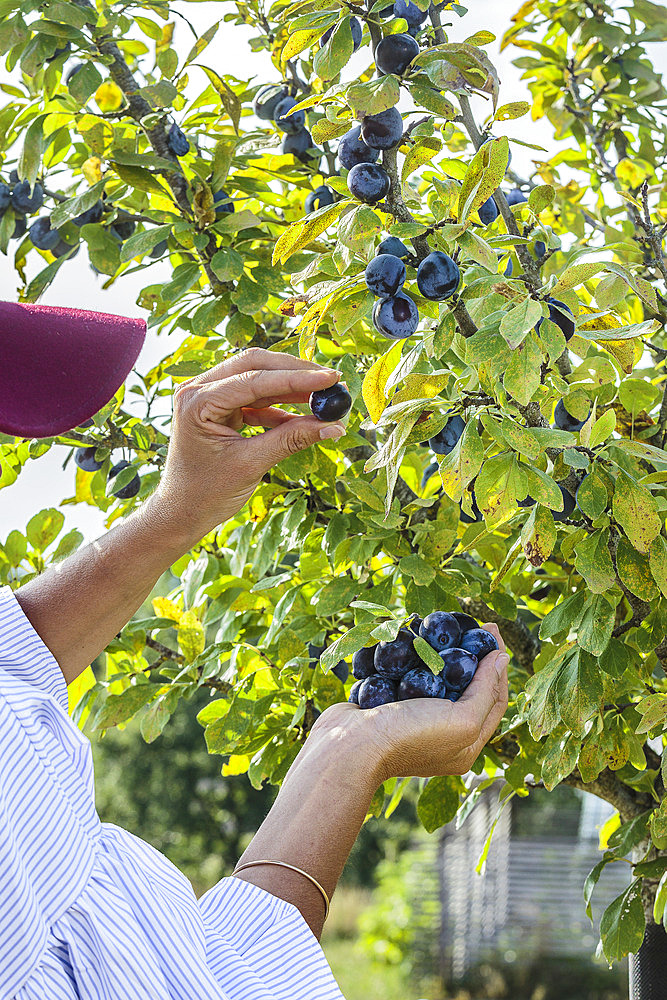 Woman harvesting plums (late variety 'Datil', with small fruits) in September.