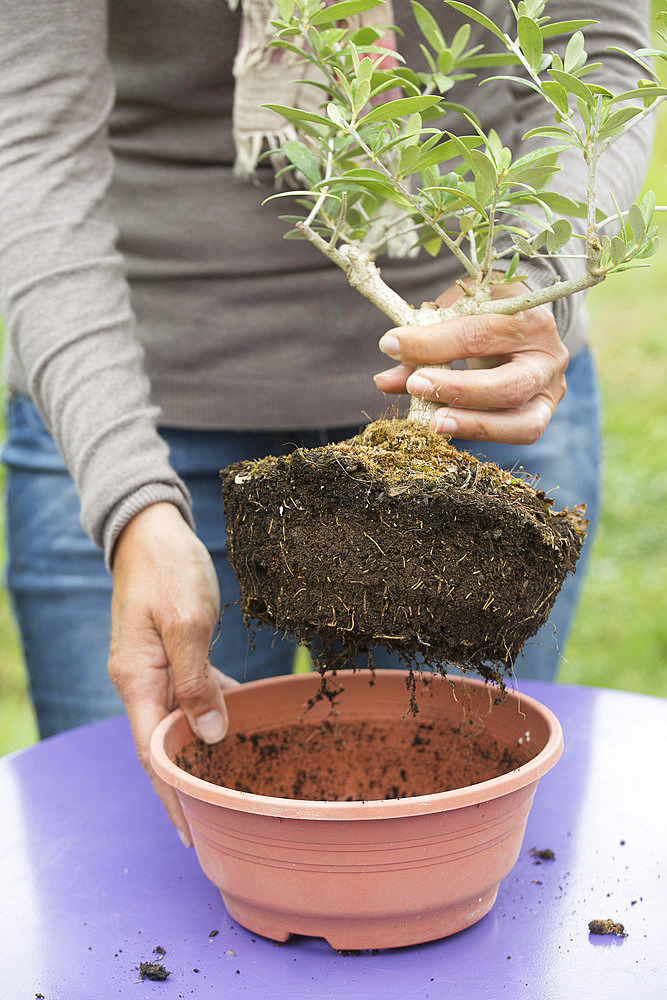 Repotting a bonsai olive tree in a pot, step by step. Removing the potting material.