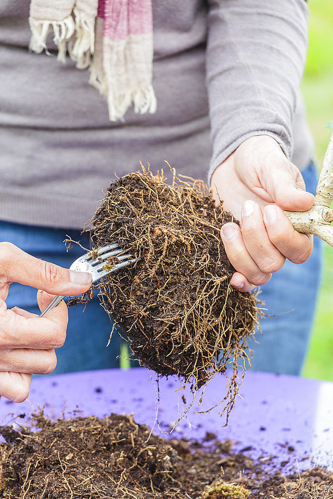 Repotting a bonsai olive tree in a pot, step by step. Reducing the volume of the root ball with an old fork.