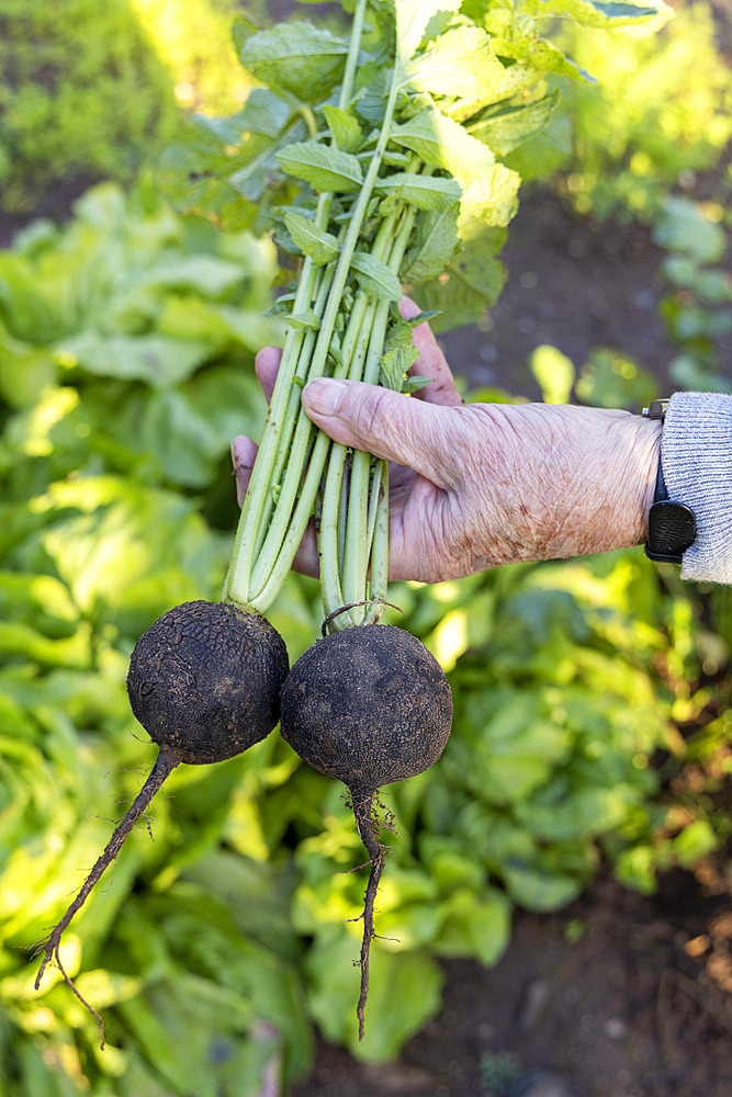 Harvest of round black radish, France, Moselle, autumn