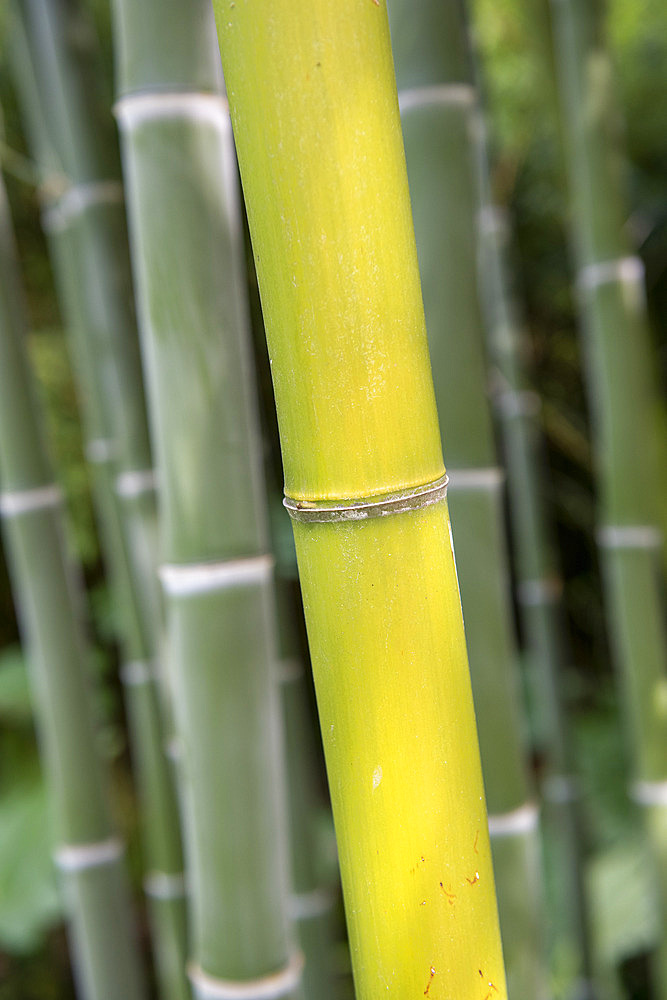 Moso Bamboo (Phyllostachys edulis), Botanical Conservatory Garden of Brest, Finistere, Brittany, France