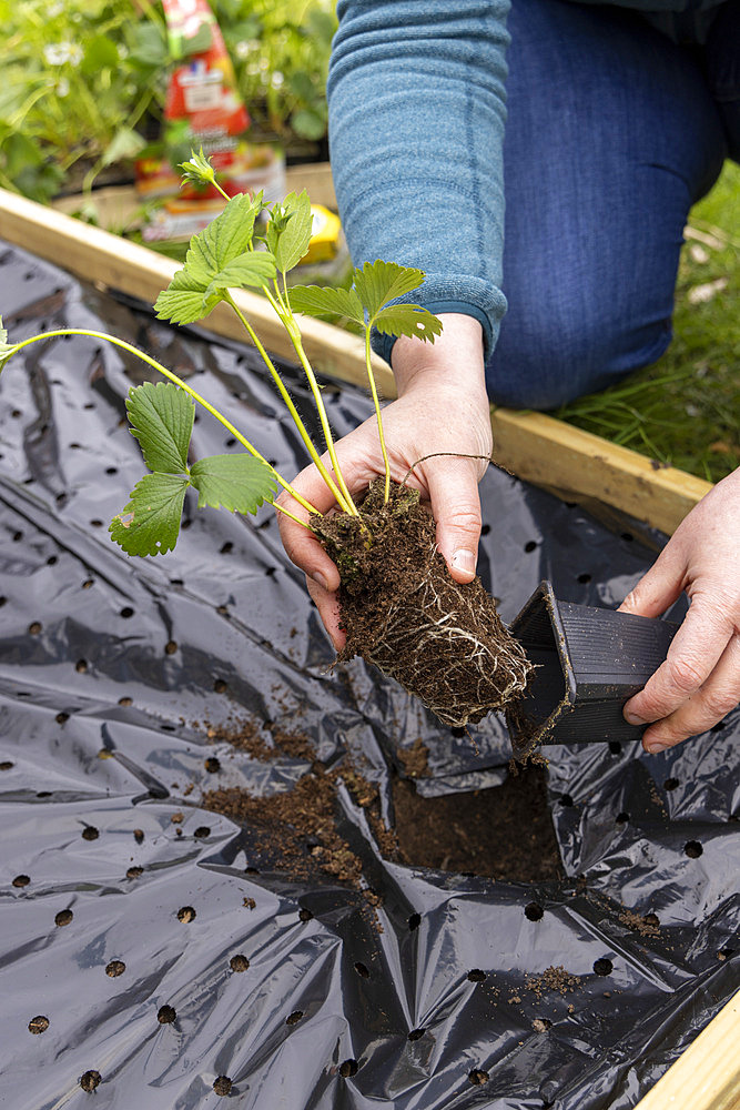 Planting of 'Gariguette' strawberry plants on a mulch sheet, also preventing cats from scratching the soil, Pas de Calais, France